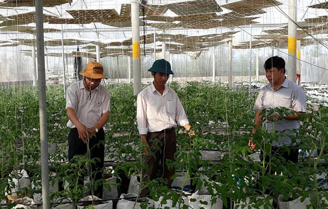 Mô hình trồng rau sạch của nông dân huyện Lệ Thủy.