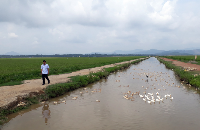 Sau dồn điền đổi thửa, cánh đồng Thượng Phong thẳng cánh cò bay, giao thông nội đồng kiên cố, tạo điều kiện thuận lợi nhất cho người nông dân làm ăn lớn.  