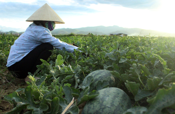 Người dân Hàm Ninh đang thu hoạch vụ dưa hấu.