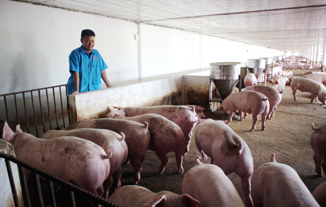 Trang trại chăn nuôi lợn công nghệ cao Vũ Trung ở xã Mai Thủy (Lệ Thủy) với quy mô 1.200 con/lứa, mang lại hiệu quả kinh tế cao.