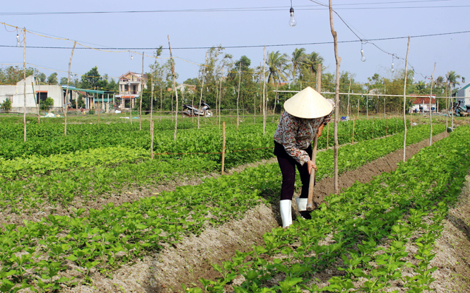 Phát triển mô hình kinh tế hộ gia đình mang lại thu nhập ổn định cho người dân huyện Tuyên Hóa.
