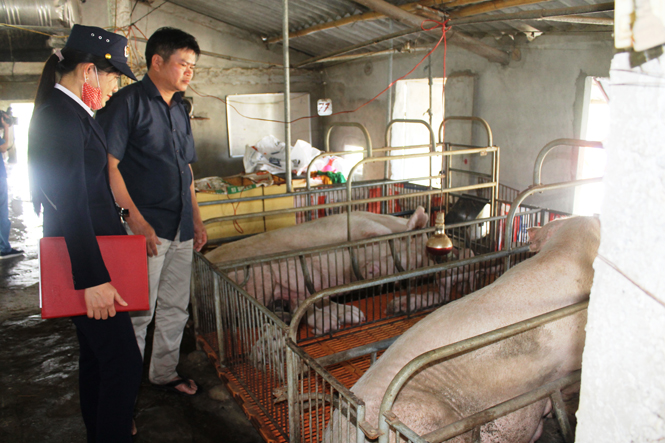Quảng Ninh: Tập trung phát triển chăn nuôi theo hướng hàng hóa