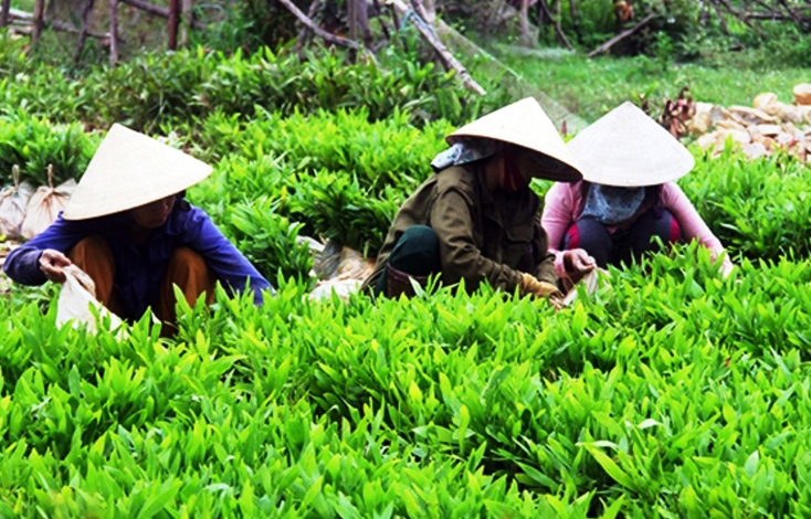 Cây giống lâm nghiệp của các cơ sở sản xuất tại huyện Quảng Trạch được quản lý chặt chẽ nhằm bảo đảm chất lượng.