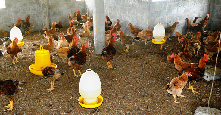 Nuôi gà trên nền đệm lót sinh học không gây ô nhiễm môi trường, giúp đàn gà khỏe mạnh và phát triển tốt. 