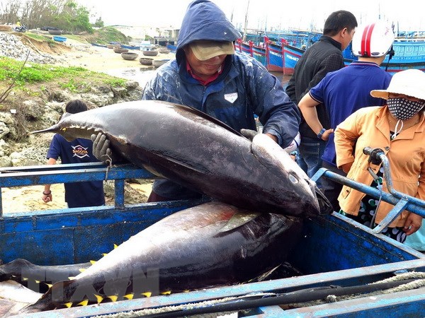 Ngư dân Phú Yên khai thác cá ngừ đại dương. (Ảnh: Thế Lập/TTXVN)