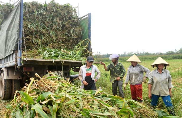 HTX sản xuất kinh doanh dịch vụ nông nghiệp tổng hợp Bắc Tiến (xã Hiền Ninh, Quảng Ninh), một trong những HTX hoạt động hiệu quả
