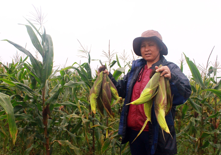 Chuyển đổi đất lúa kém hiệu quả sang trồng ngô đạt hiệu quả linh tế cao tại huyện Quảng Ninh.