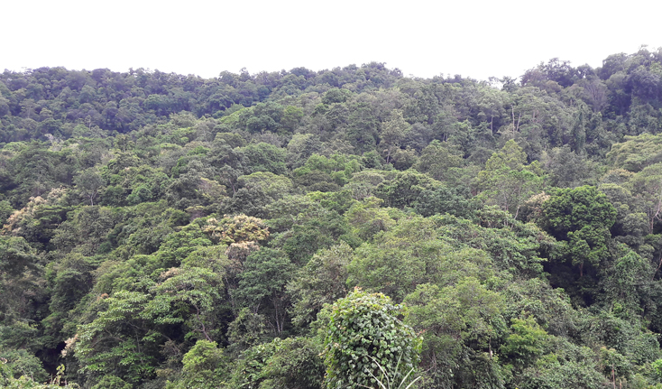 Giữ cho những cánh rừng tự nhiên xanh tốt, có sự góp sức không hề nhỏ của hàng trăm nhân viên bảo vệ rừng.