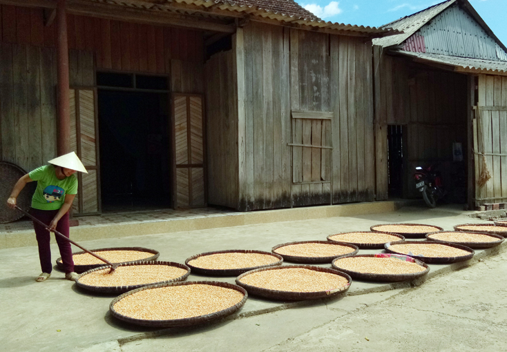 Nông dân xã Tân Hóa bảo quản ngô hạt phục vụ chăn nuôi.