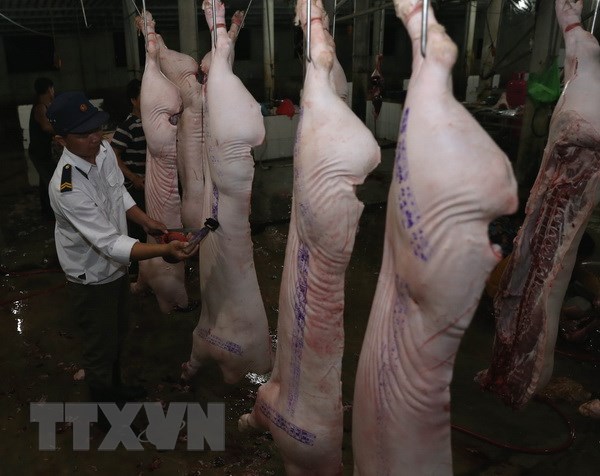 Nhân viên Thú y kiểm tra, đóng dấu kiểm dịch sản phẩm thịt lợn trước khi lưu thông ra thị trường tại cơ sở giết mổ tập trung ở thành phố Hà Tĩnh. (Ảnh: Vũ Sinh/TTXVN)