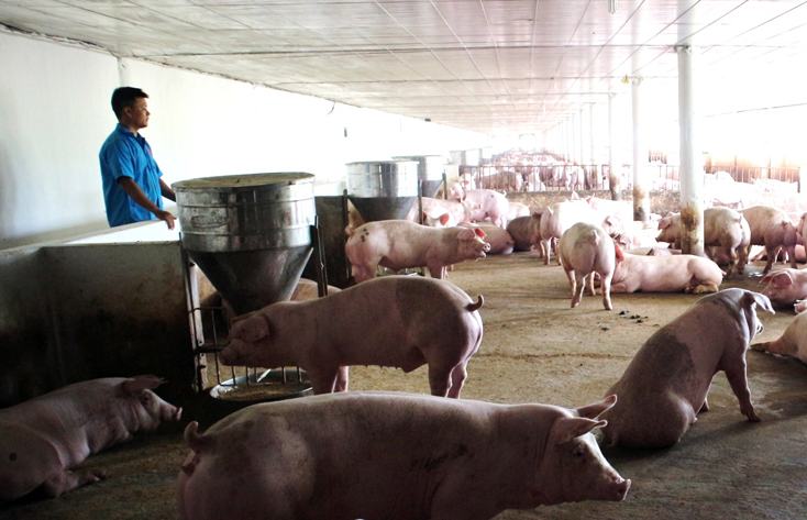 Nhờ liên kết trong tiêu thụ sản phẩm, trang trại chăn nuôi Vũ Trung ở xã Mai Thủy (Lệ Thủy) tiếp tục phát triển đàn lợn.