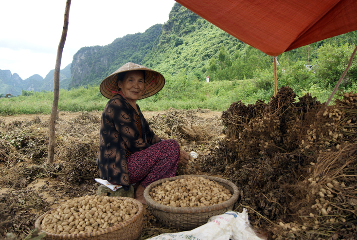 Người dân đa dạng hóa các mô hình sản xuất nông nghiệp (Trong ảnh: nông dân xã Xuân Trạch, huyện Bố Trạch thu hoạch lạc).