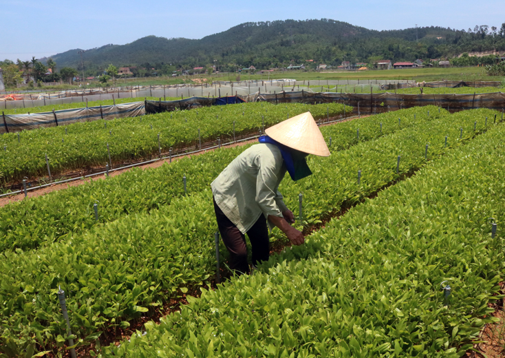 Người dân huyện Quảng Trạch ươm giống cây lâm nghiệp để phục vụ phát triển trồng rừng kinh tế.