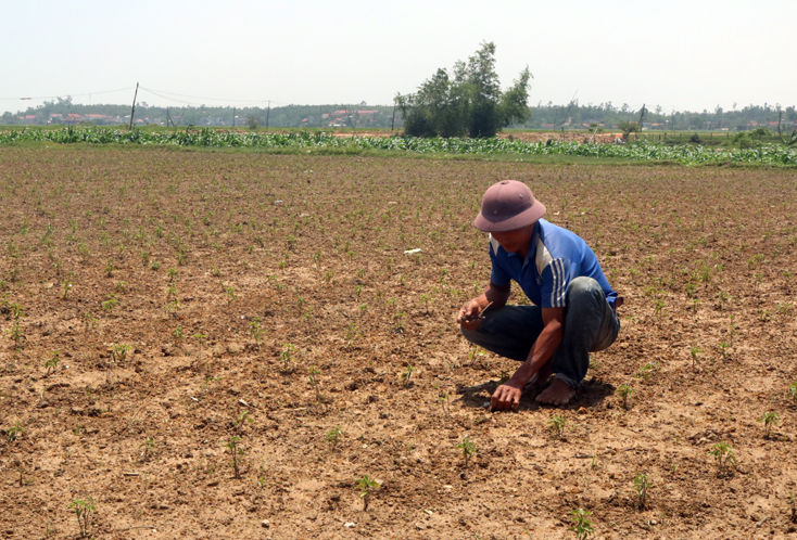 Một diện tích đất trồng lúa kém hiệu quả ở xã Quảng Châu được chuyển sang trồng cây húng quế cho thu nhập cao.