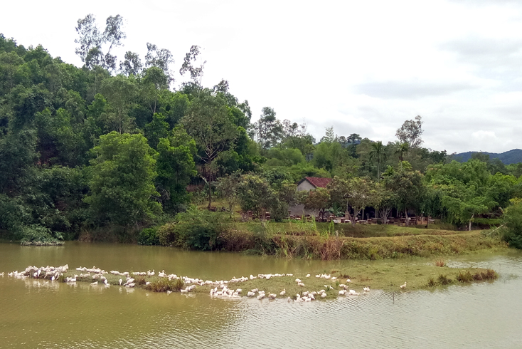Nông dân xã Xuân Hóa tận dụng lợi thế về mặt nước và vườn rừng để phát triển chăn nuôi vịt, cá và ong lấy mật.