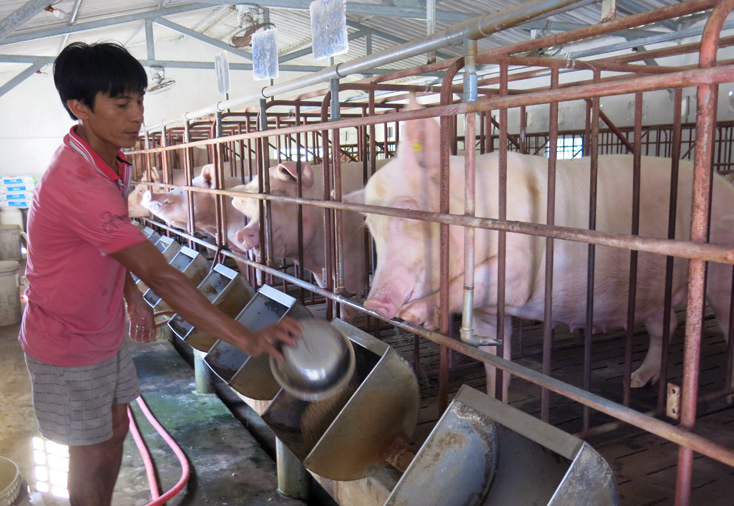 Nhiều hộ nông dân các xã bãi ngang ven biển huyện Lệ Thủy đã chuyển từ nghề đánh bắt thủy hải sản sang nuôi lợn có hiệu quả