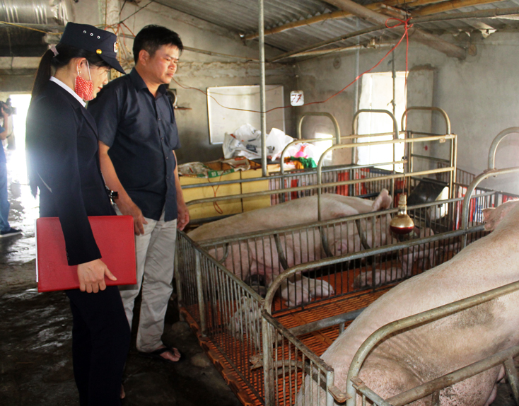 Trang trại của anh Đỗ Văn Tùng (xã Hải Ninh) đã được chứng nhận cơ sở an toàn dịch bệnh đối với bệnh dịch tả lợn.