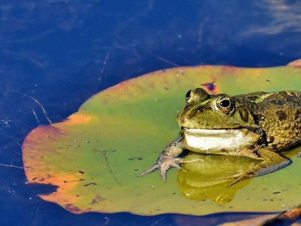 Loài ếch kêu như dê. (Nguồn: debate.com.mx)