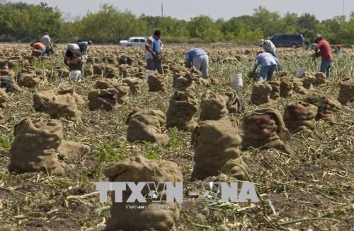Nông dân thu hoạch hành tây tại Texas, Mỹ. (Nguồn: AFP/TTXVN)