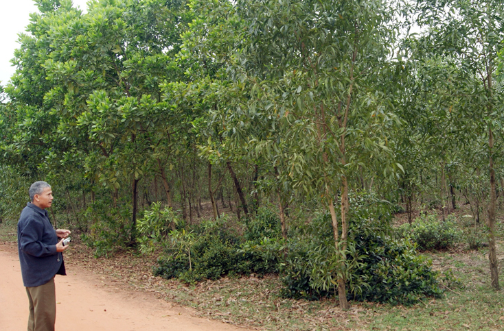 Kết luận thanh tra của UBND huyện không được UBND xã Sen Thủy thực hiện nghiêm túc đã dẫn đến việc nhiều diện tích đất rừng tiếp tục bị người dân chiếm dụng để trồng cây trong 8 năm qua.