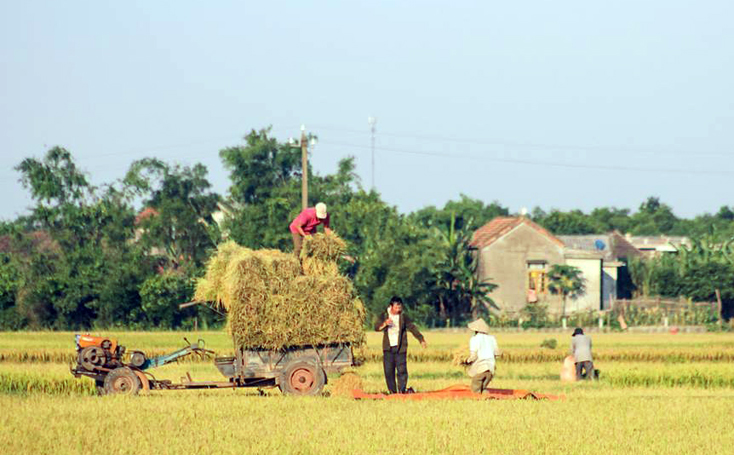 Nông dân HTX sản xuất, kinh doanh, dịch vụ Mỹ Lộc Hạ, xã An Thủy đang thu hoạch lúa.