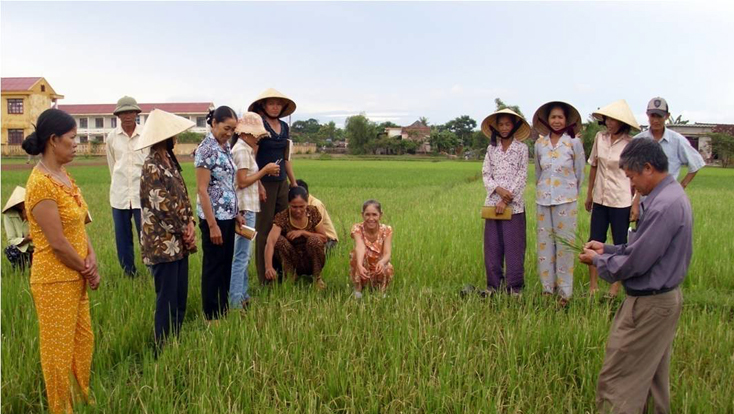 Cần tích cực tuyên truyền, phổ biến các biện pháp phòng trừ rầy hại lúa cho nông dân.