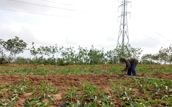 Nông dân xã Nam Trạch chuyển sang trồng dưa hấu trên diện tích cao su bị gãy đổ.