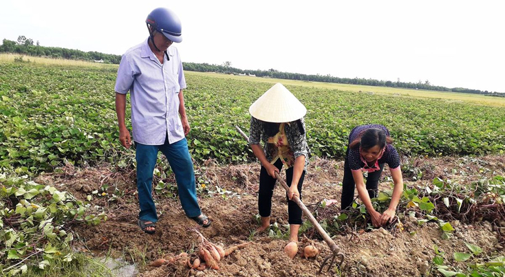 Nông dân xã Tân Thủy (Lệ Thủy) chuyển đổi đất lúa kém hiệu quả sang trồng khoai lang Hoàng Long.