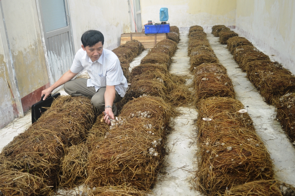 Mô hình hứa hẹn sẽ cung cấp nguồn giống chất lượng cao cho các hộ trồng nấm trên toàn tỉnh 