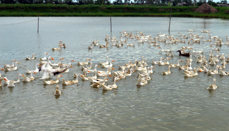 Mô hình nuôi cá thả vịt đang phát triển mạnh tại xã Quảng Hưng.