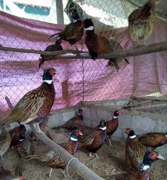 Mô hình nuôi chim trĩ của hội viên nông dân Đinh Quang Trung.