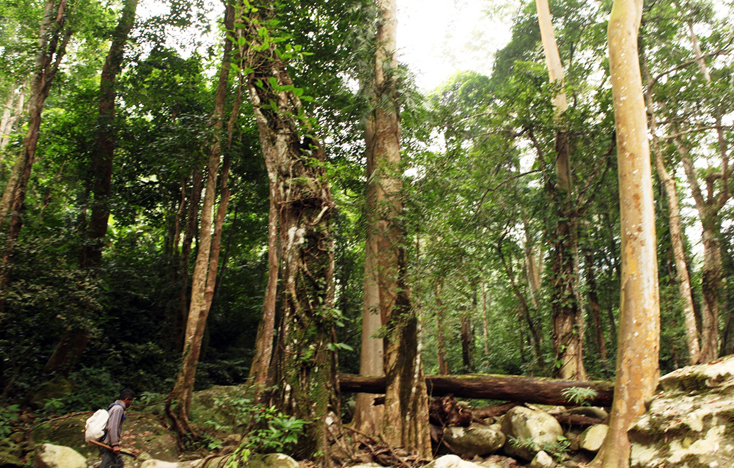 Một khu rừng phòng hộ ở bản Cha Cáp được người dân và cộng đồng ở đây nhận khoán, bảo vệ tốt.