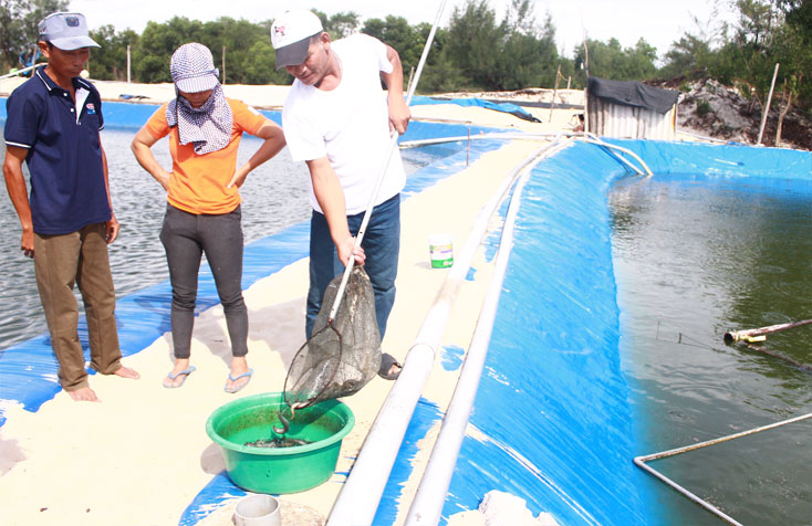 Mô hình nuôi cá chạch bùn trên ao lót bạt tại gia đình ông Ngô Công Quốc, xã Ngư Thủy Bắc, huyện Lệ Thủy.