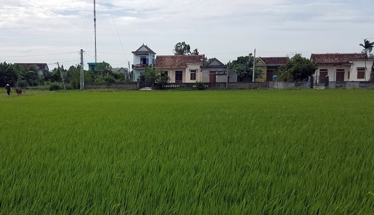 Những cánh đồng mẫu lớn được hình thành sau dồn điền đổi thửa ở xã Quảng Thủy.