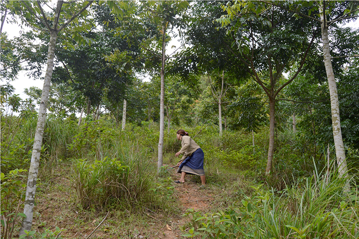 Khu rừng được trồng bằng giống cây bản địa của chị Hồ Thị Thoi ở xã Trọng Hóa.