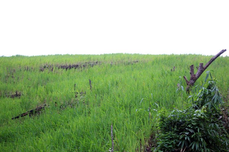 Lúa rẫy phát triển tốt tại xã Thượng Trạch