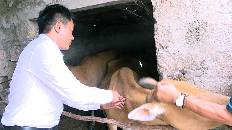Quảng Trạch: Thiếu cán bộ thú y, công tác phòng, chống dịch bệnh gặp khó