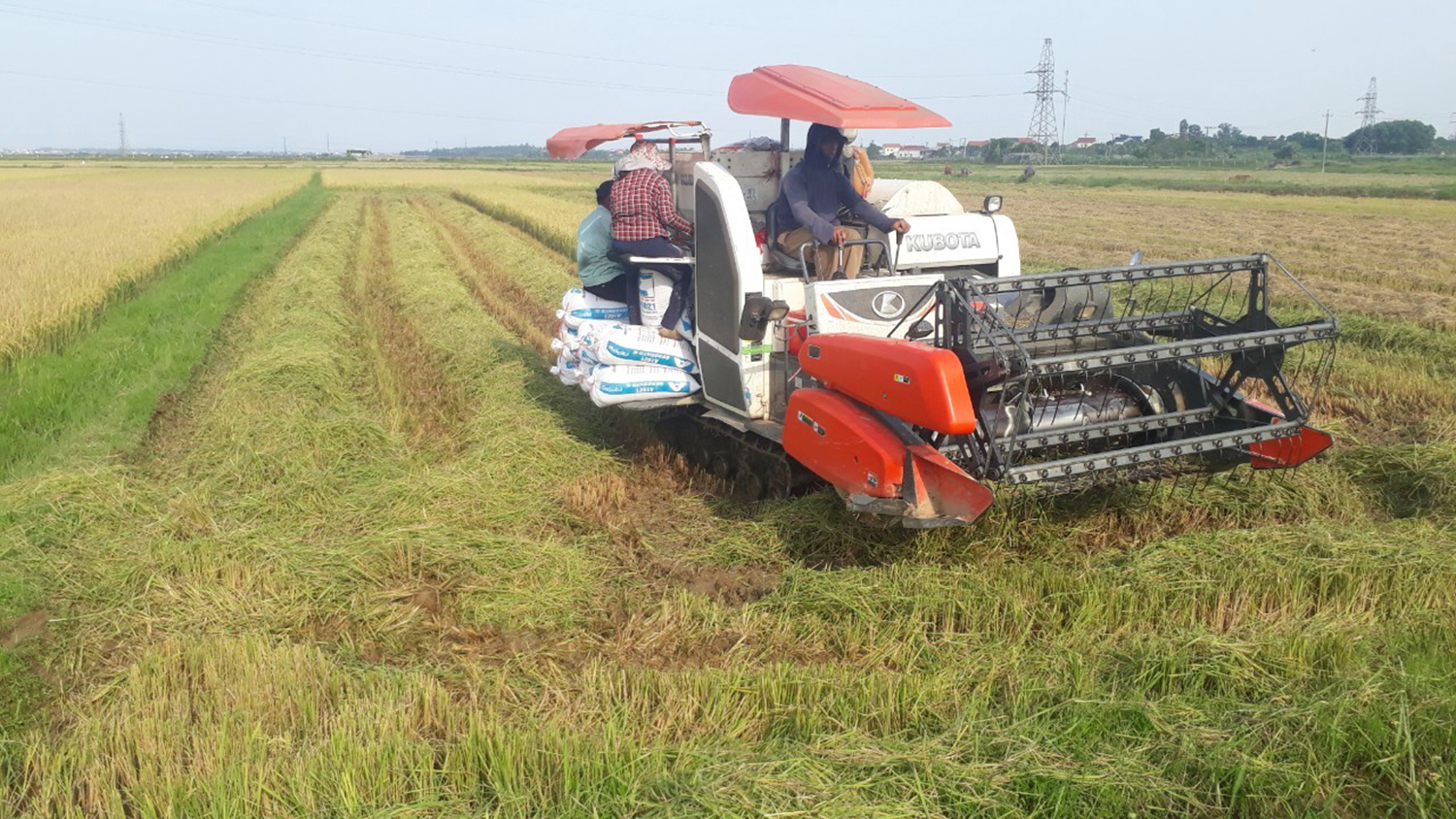 Bố Trạch: Nông dân phấn khởi vì giá lúa hè-thu tăng