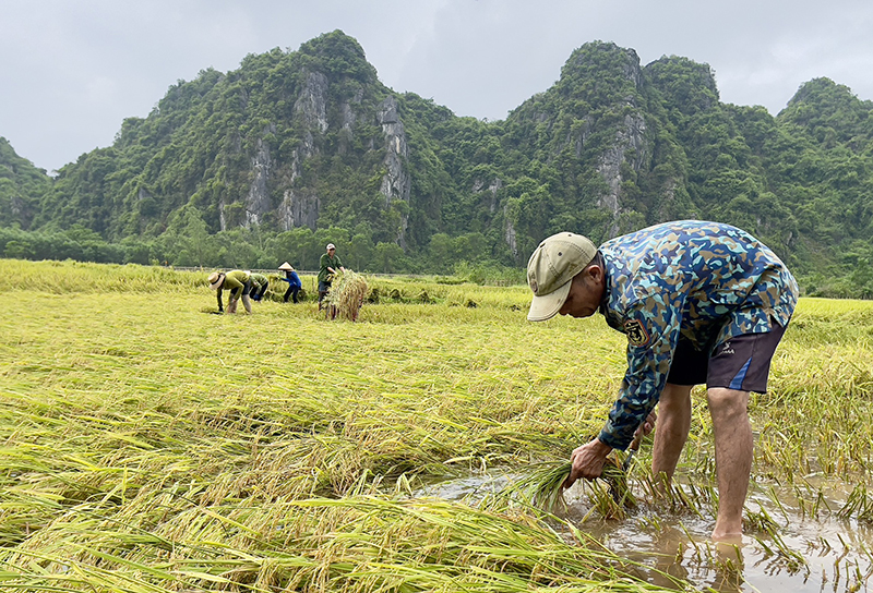 Tuyên Hóa: Gần 100ha lúa bị đổ ngã do mưa lớn