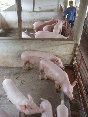 Một trang trại chăn nuôi lợn ở xã Thuận Đức (T.P Đồng Hới). Ảnh: Đ.V.H