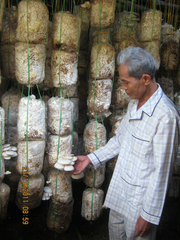 Mỗi năm, gia đình ông Bùi Hữu Quế thu nhập trên 50 triệu đồng từ cây nấm. Ảnh: D.C.H