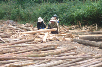 Khai thác rừng trồng ở Cao Quảng. Ảnh: H.Q