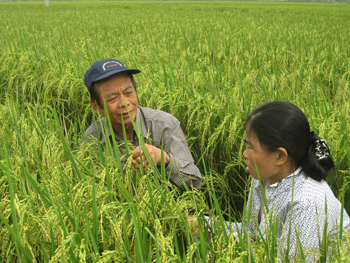 PGS-TS Tạ Minh Sơn (trái) cùng cán bộ kỹ thuật kiểm tra giống mới trên cánh đồng Lộc Long (Xuân Ninh, Quảng Ninh). Ảnh: Nguyễn Tâm