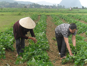 Nông dân xã Hưng Trạch (Bố Trạch) đang chăm sóc khoai vụ đông. Ảnh: H.P