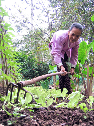 Tự trồng rau, đậu lấy thêm cái ăn là công việc hàng ngày của cụ Trần Thị cháu. Ảnh: T.H