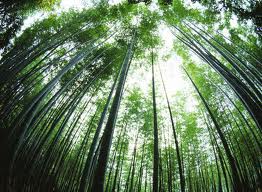 Ảnh minh họa. (Nguồn: Internet)