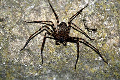 Loài nhện độc trong hang Khe Ry.