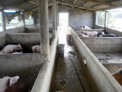 Lợn hơi rớt giá mạnh khiến nhiều người chăn nuôi không dám đầu tư nuôi mới nhiều.