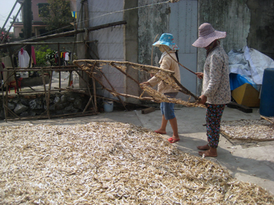 Mô hình tổ thu mua chế biến thủy sản khô  tại xã Bảo Ninh (Đồng Hới)