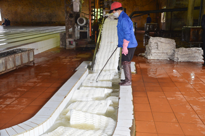 Chế biến cao su xuất khẩu ở Công ty cao su Việt Trung.